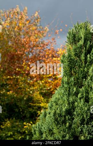 Albero Evergreen su un albero deciduo sfondo in un giardino maturo in autunno. Inghilterra, Regno Unito Foto Stock