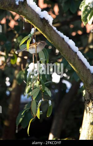 Femmina Casa Sparrow Passer domesticus in un albero in un giardino, Inghilterra, Regno Unito Foto Stock