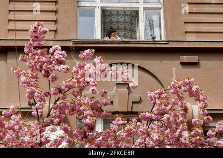 UZHHOROD, UCRAINA - 30 APRILE 2021 - UNA donna si affaccia da una finestra che si apre sulla strada fiancheggiata da alberi in fiore sakura a Uzhhorod, Zakarpattia R. Foto Stock