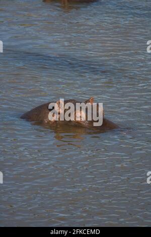 Ippopotamo (Hippopotamus amphibius) Masai Mara, Kenya, Africa Foto Stock