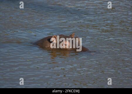 Ippopotamo (Hippopotamus amphibius) Masai Mara, Kenya, Africa Foto Stock