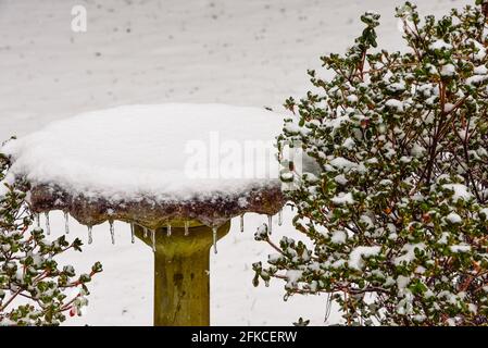 Il bagno di uccelli coperto di neve fresca caduta dopo una pioggia di congelamento ha creato le cicette gocciolanti. Incorniciato all'interno di rami sempreverdi cespugli azalei Foto Stock