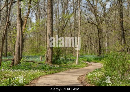 Percorsi escursionistici intorno all'area naturale dello stato di Franklin Creek sotto il sole primaverile. Franklin Grove, Illinois, Stati Uniti. Foto Stock