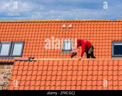 Operaio tetto posa di piastrelle rosse sul tetto di vecchia fattoria costruzione casa di ristrutturazione, East Lothian, Scozia, Regno Unito Foto Stock