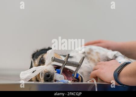 Vet prepara il piccolo cane malato Jack Russell Terrier per la chirurgia nella clinica veterinaria. È intubato per la respirazione artificiale. Foto Stock