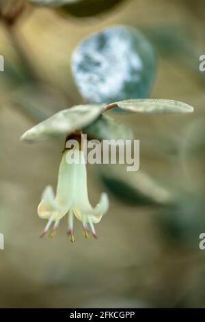 Correa backhouseana, Backhouse Australian fuchsia, Correa reflecta 'Backhousiana', Correa backhousiana, fiore e fogliame Foto Stock