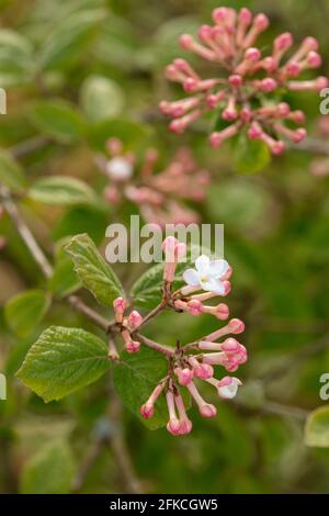 Vivaci capriate di Viburnum × juddii, viburnum di Judd, gemme e primi fiori su un arbusto di medie dimensioni in un luminoso sole di primavera Foto Stock