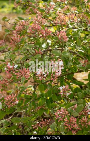 Vivaci capriate di Viburnum × juddii, viburnum di Judd, gemme e primi fiori su un arbusto di medie dimensioni in un luminoso sole di primavera Foto Stock