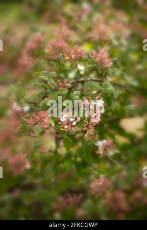 Vivaci capriate di Viburnum × juddii, viburnum di Judd, gemme e primi fiori su un arbusto di medie dimensioni in un luminoso sole di primavera Foto Stock