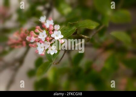 Vivaci capriate di Viburnum × juddii, viburnum di Judd, gemme e primi fiori su un arbusto di medie dimensioni in un luminoso sole di primavera Foto Stock