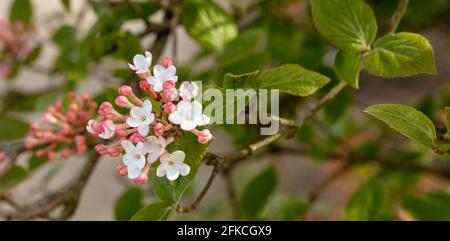 Vivaci capriate di Viburnum × juddii, viburnum di Judd, gemme e primi fiori su un arbusto di medie dimensioni in un luminoso sole di primavera Foto Stock