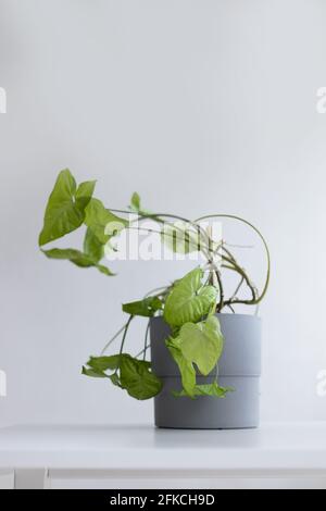 Bel fiore di Syngonium in una vecchia pentola di cemento si erge su un tavolo bianco minimale su sfondo grigio. Foto Stock