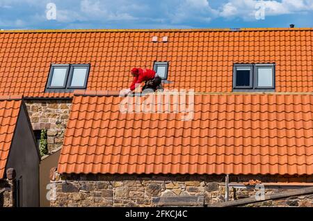 Operaio tetto posa di piastrelle rosse sul tetto di vecchia fattoria costruzione casa di ristrutturazione, East Lothian, Scozia, Regno Unito Foto Stock