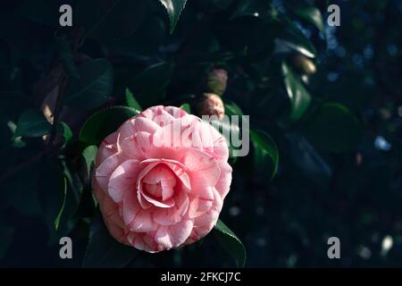 Un vicino a camelia speciale , striato .Spring vibes in realtà. Isolato. Foto Stock