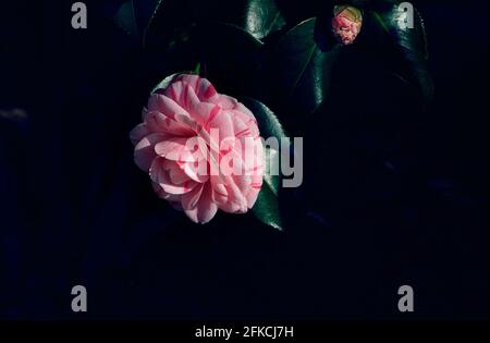 Un vicino a camelia speciale , striato .Spring vibes in realtà. Isolato. Foto Stock