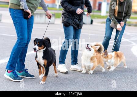 Gallese corgi pembroke su una passeggiata Foto Stock