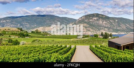 PENTICTON, CANADA - 04 LUGLIO 2020: File di uve su vigneto fattoria paesaggio estivo. Foto Stock