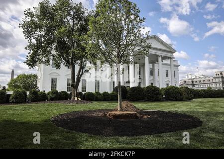 Un albero di Linden è visto sul prato nord della Casa Bianca prima di una cerimonia di piantagione di alberi di Arbor Day con la prima Signora Jill Biden a Washington, DC, il 30 aprile 2021, per segnare il giorno di Arbor.(Foto da Oliver Contreras/Pool/ABACAPRESS.COM) Foto Stock