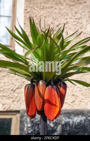 Fritillaria imperialis. Corona di fiori imperiale Foto Stock