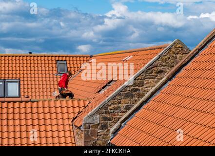 Operaio tetto posa di piastrelle rosse sul tetto di vecchia fattoria costruzione casa di ristrutturazione, East Lothian, Scozia, Regno Unito Foto Stock