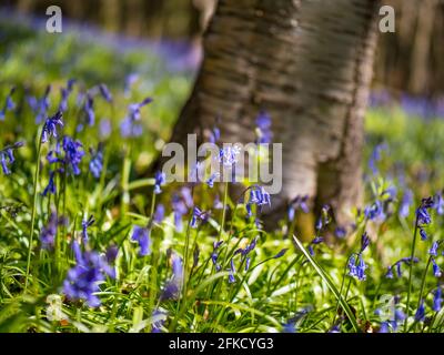 Hyacinthoides non-scripta, Bluebells, Woods, Kingswood, Henley-on-Thames, Oxfordshire, Inghilterra, Regno Unito, GB. Foto Stock