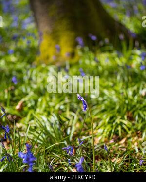 Hyacinthoides non-scripta, Bluebells, Woods, Kingswood, Henley-on-Thames, Oxfordshire, Inghilterra, Regno Unito, GB. Foto Stock