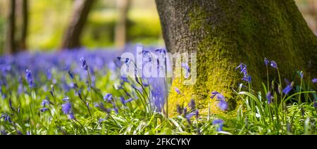 Hyacinthoides non-scripta, Bluebells, Woods, Kingswood, Henley-on-Thames, Oxfordshire, Inghilterra, Regno Unito, GB.