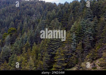 Primo piano della foresta di cedri ad Antalya / Turchia Foto Stock