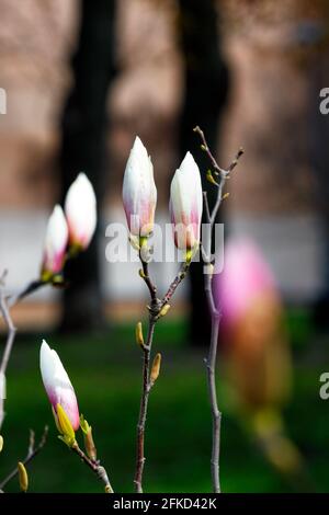 Fiori di magnolia bianco-rosa con gemme verdi rigonfie su un ramo contro uno sfondo scuro del giardino sfocato. Immagine verticale, spazio di copia. Foto Stock