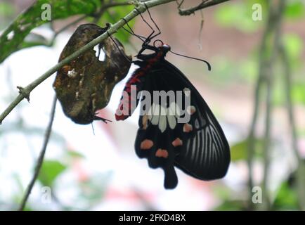 Primo piano di una Ceylon in pericolo di estinzione farfalla rosa un ramo ad albero, una parte del primo piano in primo piano Foto Stock