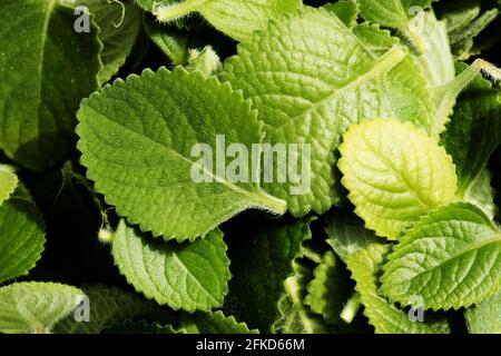 Mucchio di foglie di menta messicana - sfondo di menta verde messicana Foto Stock