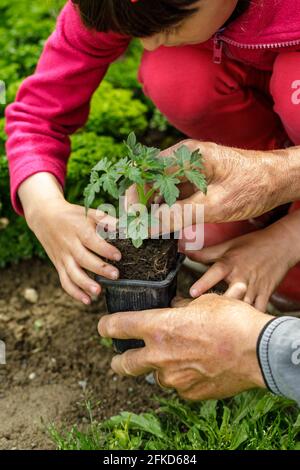 Nonna e bambina, rossa e rosa che si vestiva piantando pomodoro in giardino. Mani giovani e vecchie. Foto Stock