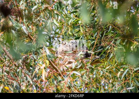 Grande gufo ornato in un albero, Bubo virginianus arroccato su un albero nel suo habitat naturale nella città di Irvine, Orange County, California Foto Stock