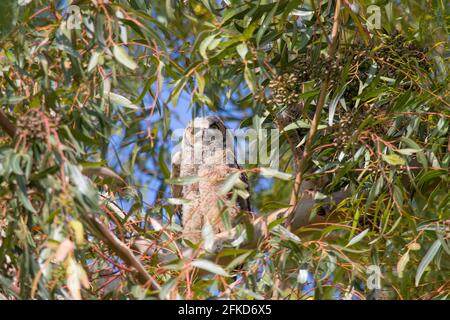 Grande gufo ornato in un albero, Bubo virginianus arroccato su un albero nel suo habitat naturale nella città di Irvine, Orange County, California Foto Stock
