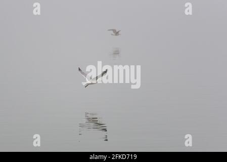 Nebel wenig Sicht Möwe fliegend Flügel schlagend weg Fort grau längs Seite seitlich Verfolgung knapp über Wasser Foto Stock