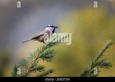 Mountain Chickadee (Poecile Gambeli) in Colorado Foto Stock