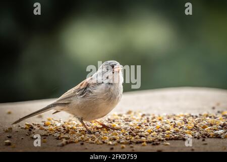 Junco dall'occhio scuro (Jinco hyemalis), varietà a sfondo rosso, in Colorado Foto Stock