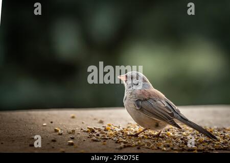 Junco dall'occhio scuro (Jinco hyemalis), varietà a sfondo rosso, in Colorado Foto Stock