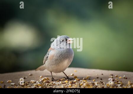 Junco dall'occhio scuro (Jinco hyemalis), varietà a sfondo rosso, in Colorado Foto Stock
