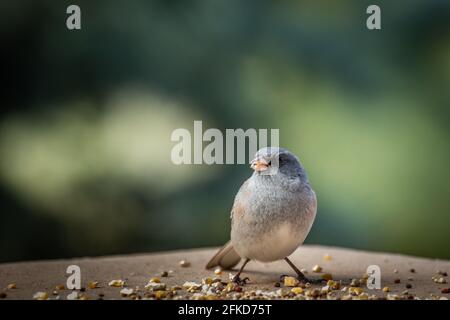 Junco dall'occhio scuro (Jinco hyemalis), varietà a sfondo rosso, in Colorado Foto Stock