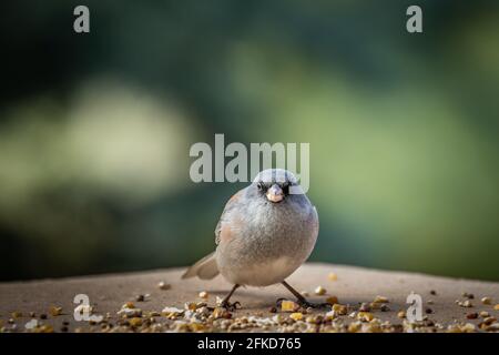 Junco dall'occhio scuro (Jinco hyemalis), varietà a sfondo rosso, in Colorado Foto Stock