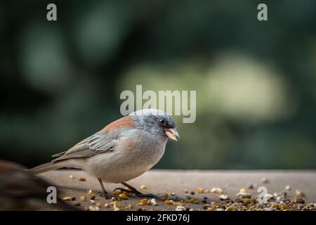 Junco dall'occhio scuro (Jinco hyemalis), varietà a sfondo rosso, in Colorado Foto Stock
