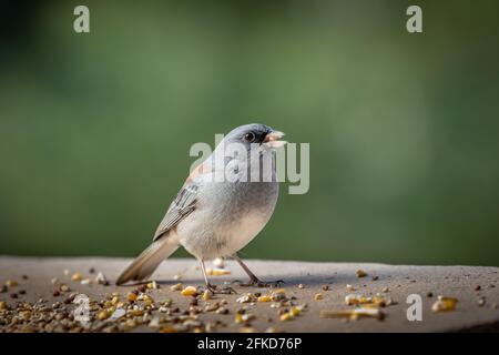 Junco dall'occhio scuro (Jinco hyemalis), varietà a sfondo rosso, in Colorado Foto Stock