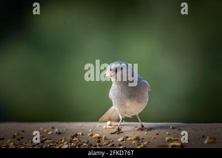 Junco dall'occhio scuro (Jinco hyemalis), varietà a sfondo rosso, in Colorado Foto Stock
