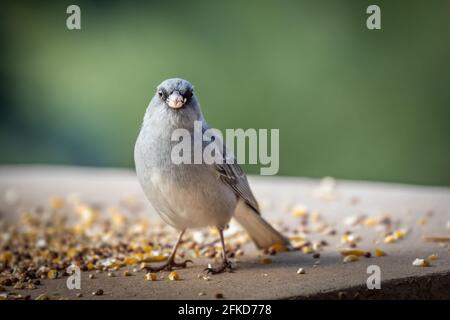 Junco dall'occhio scuro (Jinco hyemalis), varietà a sfondo rosso, in Colorado Foto Stock