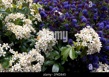 Ceanothus ‘DArk Star’ e Choisya ternata California lilla Dark Star e la fioritura arancio messicana, aprile, Inghilterra, Regno Unito Foto Stock