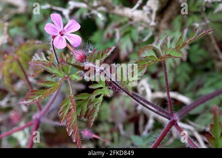 Geranio robertanium erba Robert – minuscoli fiori rosa a strisce bianche e foglie profondamente dissecate con margini rossi, aprile, Inghilterra, Regno Unito Foto Stock