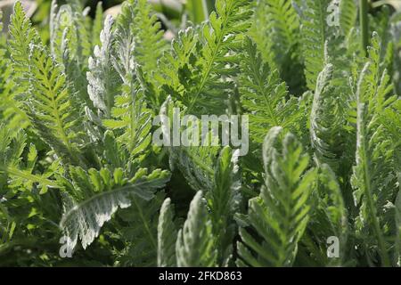 Achillea millefolium - foglie solo comune Yarrow – foglie verdi fernlike finemente dissecate, aprile, Inghilterra, Regno Unito Foto Stock