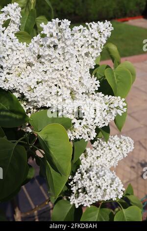 Syringa vulgaris ‘Madame Florent Stepman’ lilla comune Madame Florent Stepman – fiori bianchi, aprile, Inghilterra, Regno Unito Foto Stock