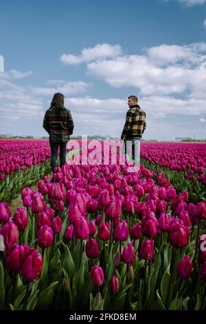 Vista aerea dei campi di bulbo in primavera, colorati campi di tulipani nei Paesi Bassi Flevoland durante la primavera, campi con tulipani, uomini di coppia e donna in campo di fiori Foto Stock